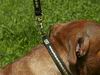 Staffordshire bull terrier collar and lead set