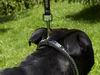 Collars and leads for bull breed