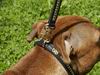 Collars and leashes for bullteriers