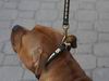 Staffordshire bull terriers collars and leads