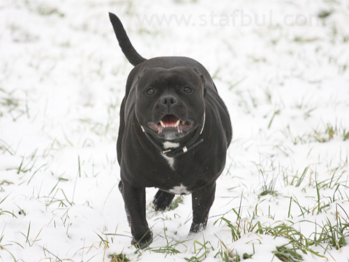 Staffordshire Bull Terrier