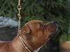 Staffordshire bull terriers show leashes